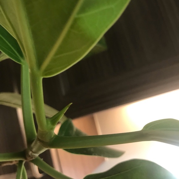 Tall and Large Ficus Audrey - Picture 8 of 16